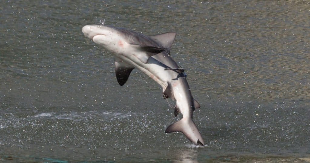 Spinner Shark jumping, Tampa Electric Manatee Viewing Area, Florida.