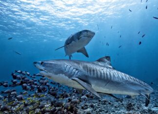 10 squali vicino alla costa e alle spiagge della Virginia
