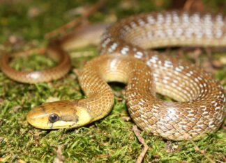 Coachwhip Snake vs Rat Snake: 7 somiglianze e differenze
