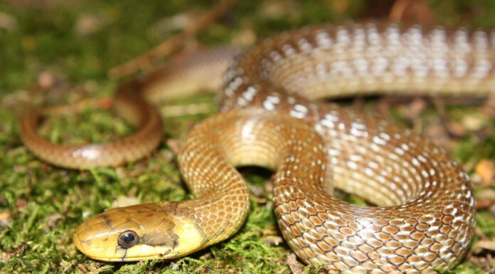 Coachwhip Snake vs Rat Snake: 7 somiglianze e differenze
