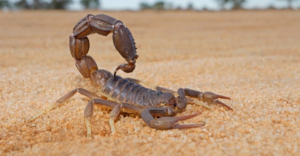 Scorpione dalla coda spessa granulato (Parabuthus granulatus) nel deserto del Kalahari, Sud Africa.