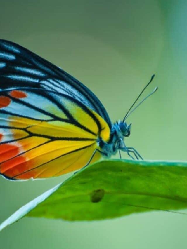 Bella farfalla seduta su una foglia.