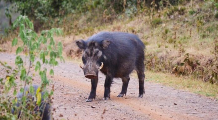 Largest Wild Boar - Giant Forest Hog