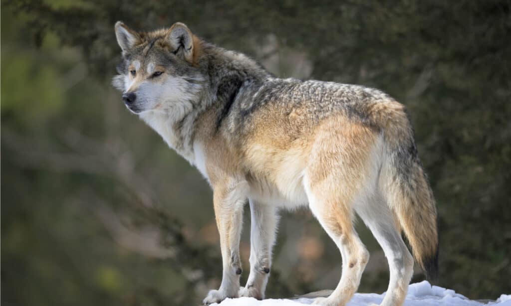 Quiz sui lupi