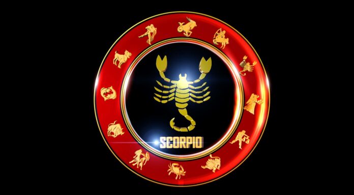 Incontra gli animali dello spirito Scorpione e cosa significano
