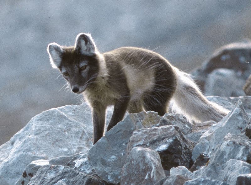 Arctic Fox in cappotto estivo in cerca di uova e uccelli