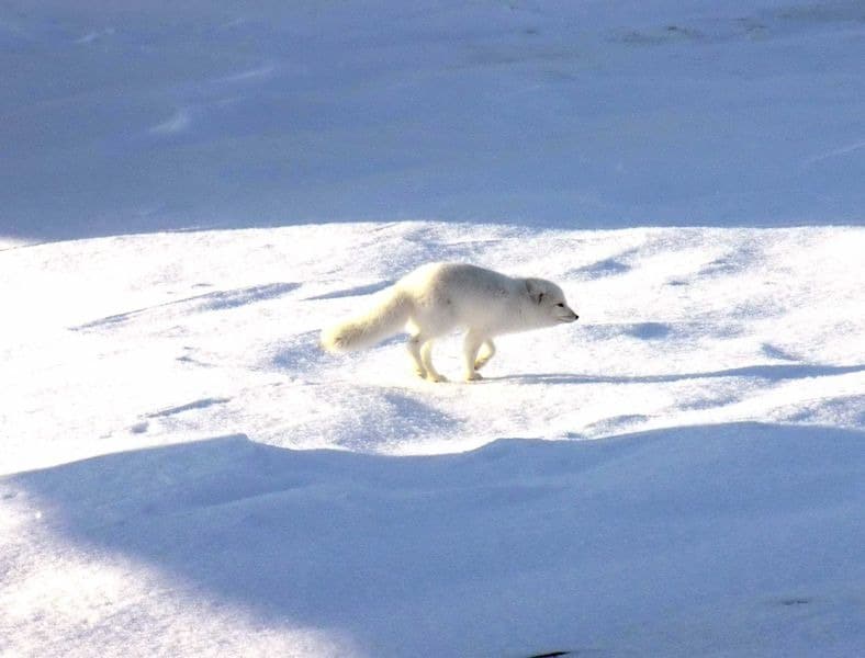 Una volpe artica a caccia.