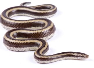 Chocolate colored rosy boa