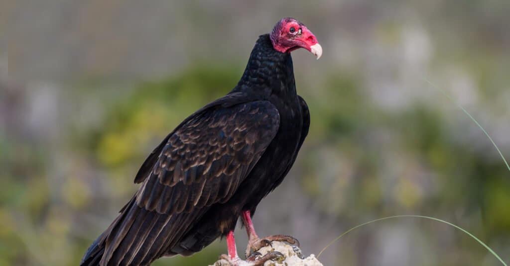 Black Vulture vs Turchia Vulture - Turchia Vulture