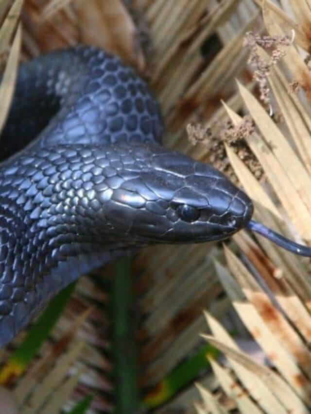 Serpente indaco orientale