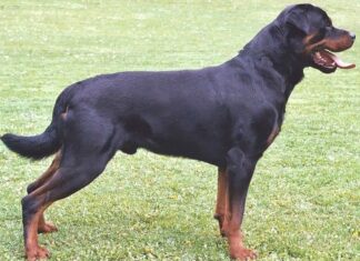 rottweiler
