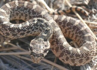 8 serpenti che vivono nelle montagne rocciose
