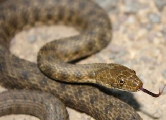 Dice snake (Natrix tessellata)