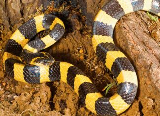 Scopri il serpente fasciato più grande mai registrato
