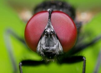 Cosa accadrebbe se le mosche si estinguessero?
