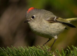 Kinglet dalla corona di rubino
