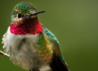 Colibrì dalla gola di rubino
