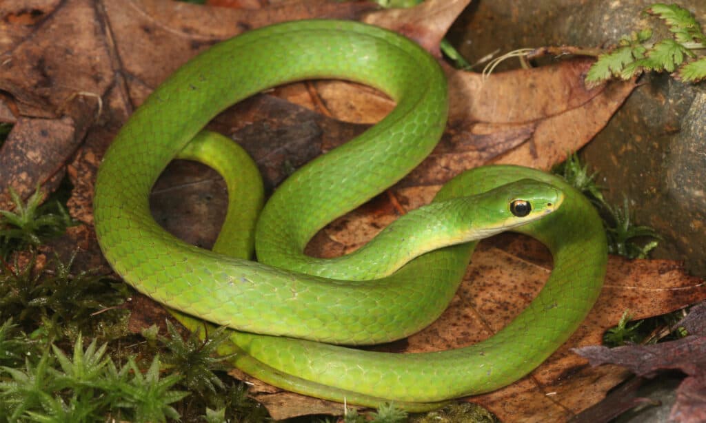 Un serpente verde liscio sulle foglie morte