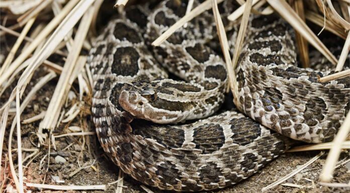 Discover 9 Midwest Snakes
