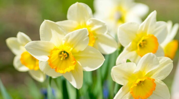 Jonquil vs Daffodil