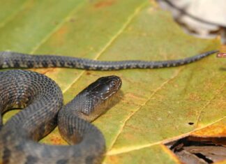 Scopri il più grande serpente d'acqua verde del Mississippi mai registrato
