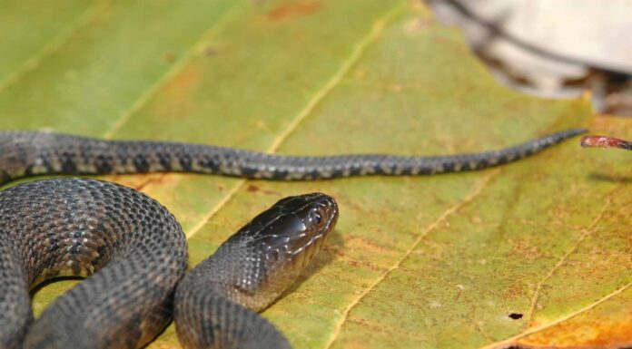 Scopri il più grande serpente d'acqua verde del Mississippi mai registrato
