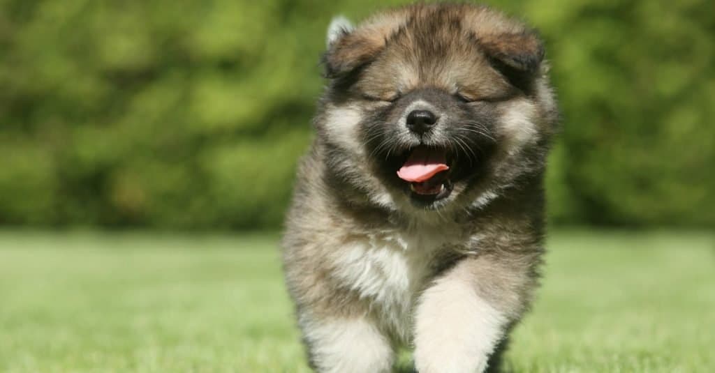 Cucciolo di cane orso russo felice che corre su un prato verde.