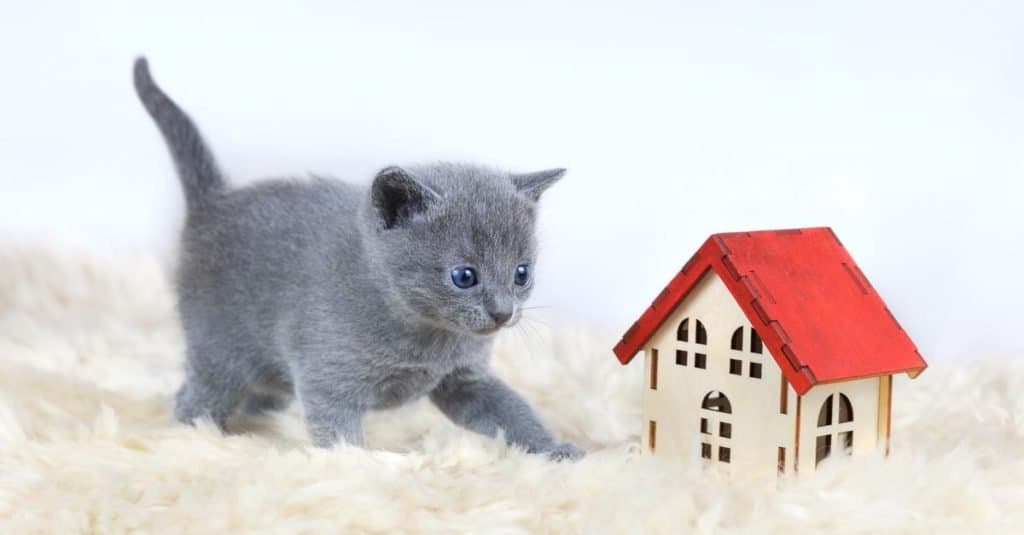 Grigio, un gattino blu russo dagli occhi azzurri di un mese che gioca vicino alla casa giocattolo con il tetto rosso.
