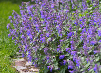 Nepitella vs lavanda: qual è la differenza?
