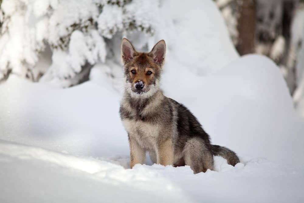 Cucciolo di cane lupo di Saarloos nella neve