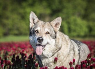 Cane lupo di Saarloos
