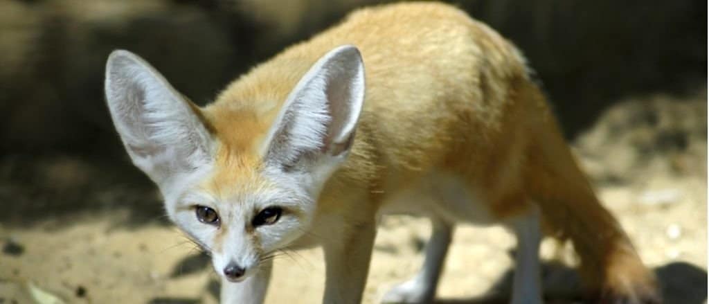 Animali in Algeria - Fennec Fox