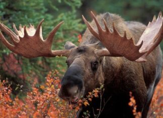 Scopri i 7 animali più grandi del Vermont e dove li troverai
