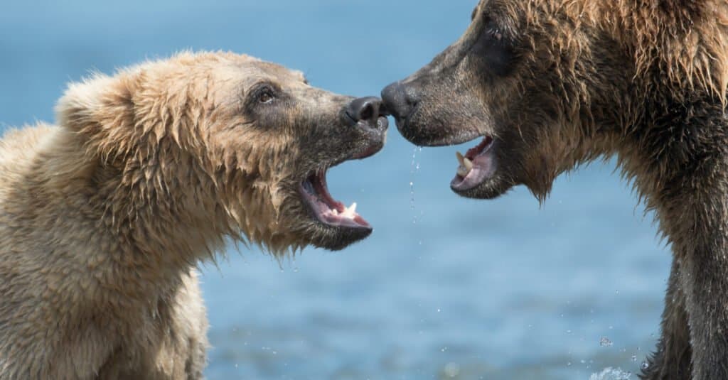 Orso polare contro Grizzly: resa dei conti