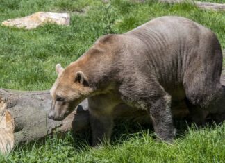 Scopri l'orso Pizzly: un ibrido tra grizzly e orsi polari
