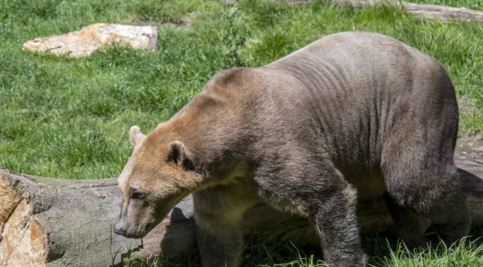 Scopri l'orso Pizzly: un ibrido tra grizzly e orsi polari
