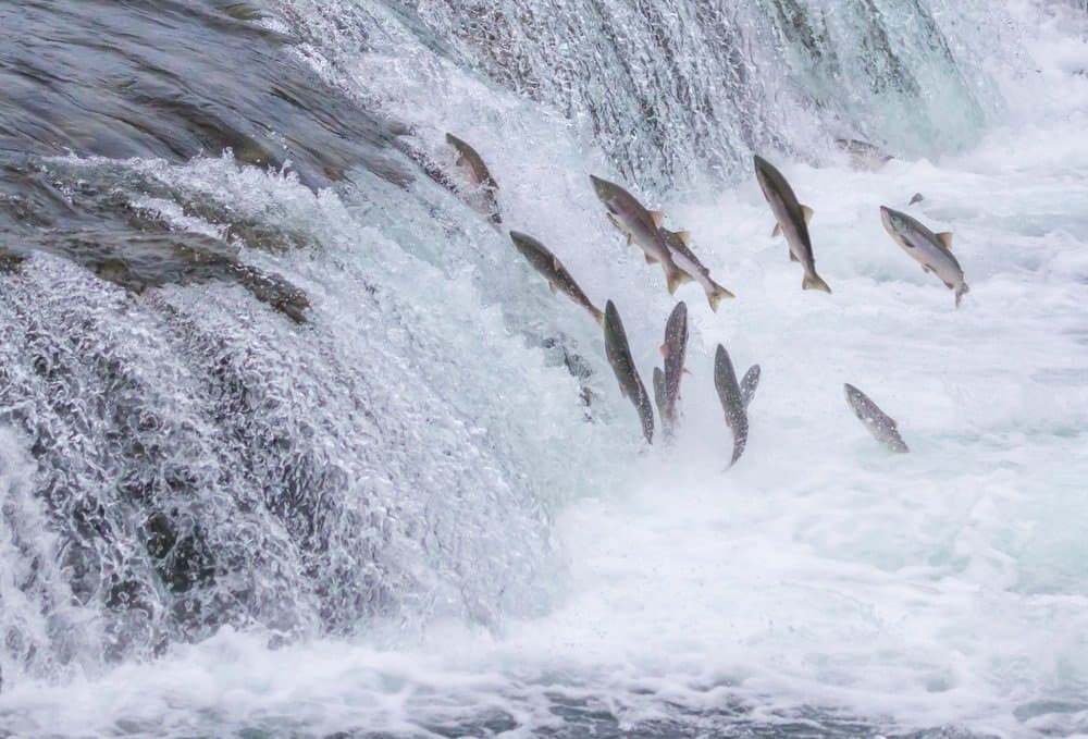 Salmone che salta in Alaska
