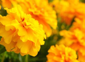 10 fiori annuali arancioni: fiori di gioia

