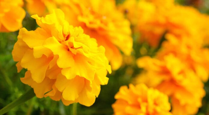 10 fiori annuali arancioni: fiori di gioia
