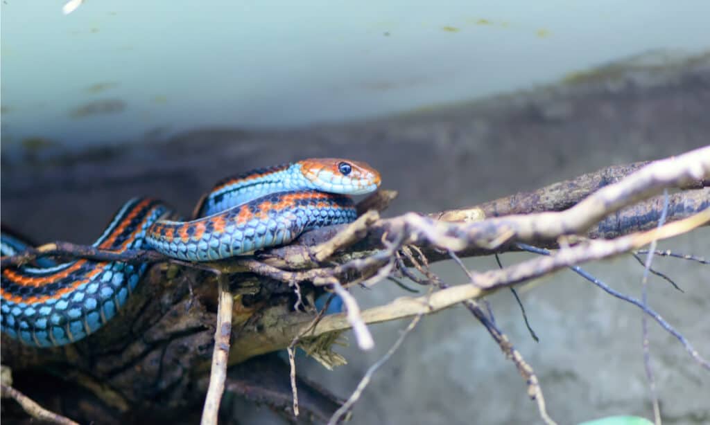 La metà superiore della testa del serpente giarrettiera di San Francisco è colorata di rosso e arancione, mentre la mascella inferiore e le guance sono di colore verde bluastro.