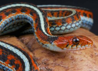 The San Francisco Garter Snake characterized by bright blue-green or green-yellow coloration along the stomach and sides.