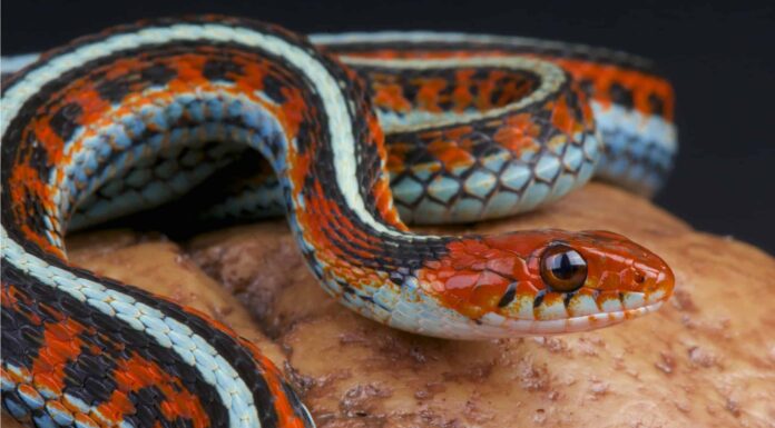 The San Francisco Garter Snake characterized by bright blue-green or green-yellow coloration along the stomach and sides.