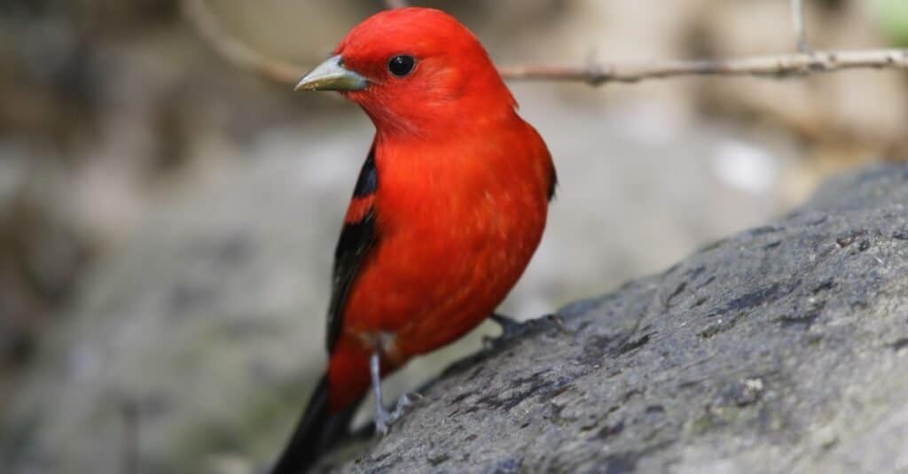 Gli uccelli più costosi-Scarlet Tanager