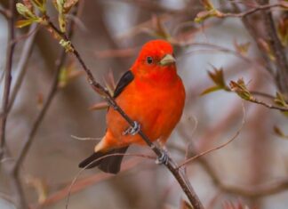 I 5 migliori posti per il birdwatching del Delaware quest'estate
