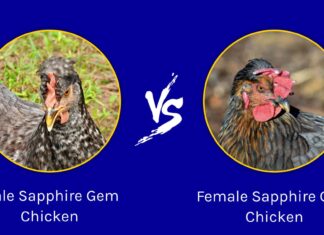 Pollo con gemme di zaffiro maschio contro femmina

