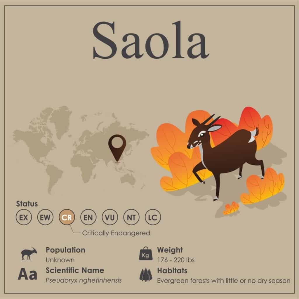 Infografica sulle specie in via di estinzione di Saola