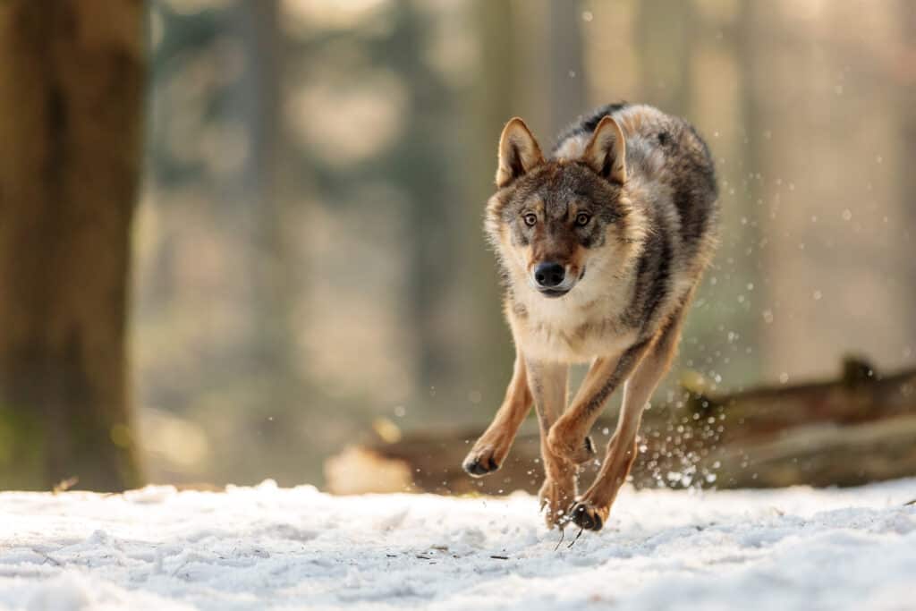 lupo di montagna che corre veloce