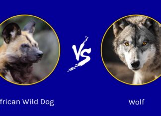 African Wild Dog vs Wolf: differenze chiave
