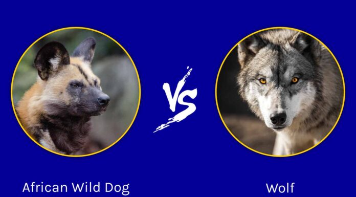 African Wild Dog vs Wolf: differenze chiave
