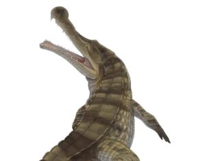 Sarcosuchus
